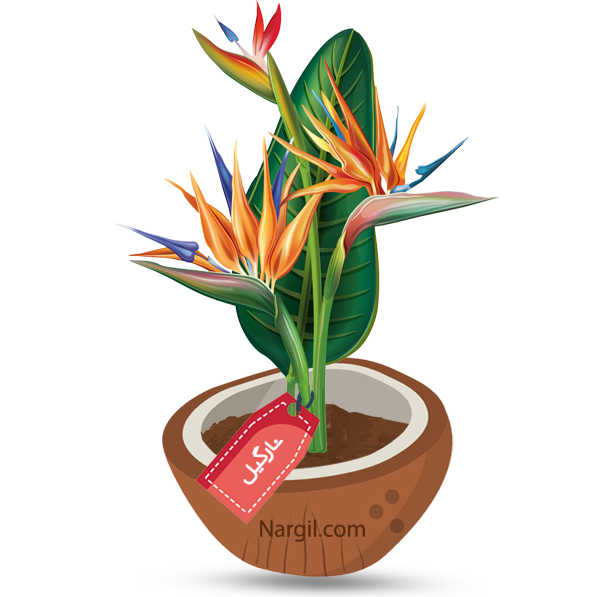 Nargil_Strelitzia Reginae